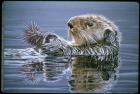 Sea Otter With Urchin