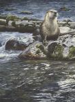 Riverside Pause- River Otter