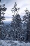 Evening Silhouette - Coyotes