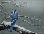 Winter Jay