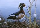 Duck At Waters Edge