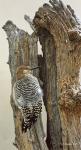 Gila Woodpecker