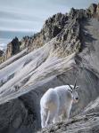 Ramparts- Mountain Goats