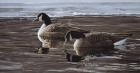 A Break In The Ice- Canada Geese