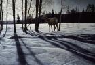 Afternoon Shadows- Mule Deer