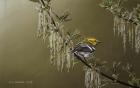 Black Throated Green Warbler