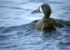 Blue Winged Teal