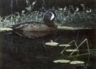 Teal On Water