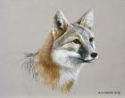 Swift Fox