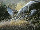 California Quail