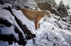 Winter Lookout- Cougar