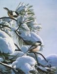 Snow On The Pine - Chickadees