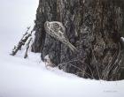 Brown Creeper