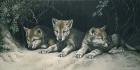 Three Little Wolves