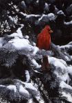 Cardinal In Blue Spruce