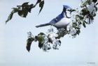 Apple Blossoms And Bluejay