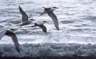 Above The Waves - Common Terns