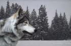 Wolf Portrait