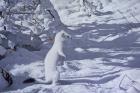 Winter Cloak - Ermine