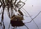 Still Water - Mallards