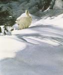 Snow Shoe Hare