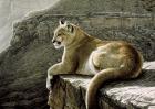 Rimrock - Cougar