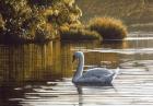 Morning On The Lagoon - Mute Swan