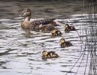 Mallard Family