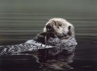 Just Resting - Sea Otter