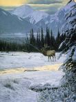 Yellow Dawn - American Elk