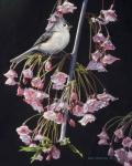 Titmouse And Blossoms