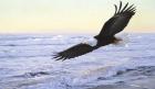 Ocean Dawn- Eagle
