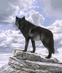 Black Wolf On Skyline