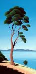 Island Arbutus