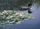 Loon And Lilies