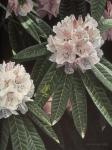 Rhododendron