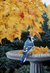 Autumn Birdbath