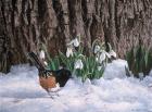 Snowdrops