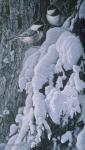 Chickadees In Snow