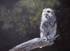 Feathered Alarm Clock