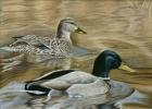 Mallard Study