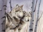 Two Wolves In The Birches