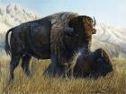 Resting Buffalo