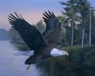 Eagle Soaring