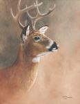 Deer Close-Up