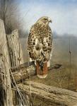 Red Tailed Hawk