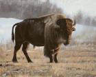 Bison