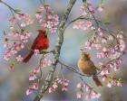 Spring Cardinals