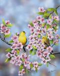 Finches In Cherry Tree