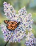 Butterfly with Hydrangea